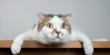 Curiosidades de los gatos que probablemente no conocías