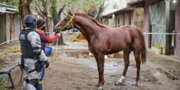 Desarticulan un grupo narco dirigido por el Señor de los caballos