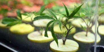 Absolvieron a un productor de cannabis medicinal en la provincia