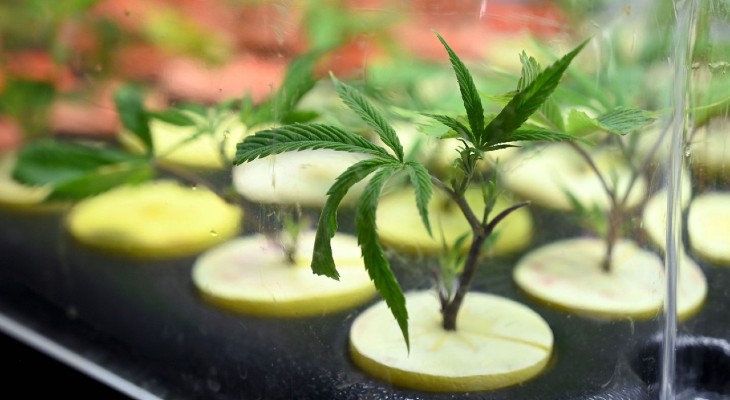 Absolvieron a un productor de cannabis medicinal en la provincia