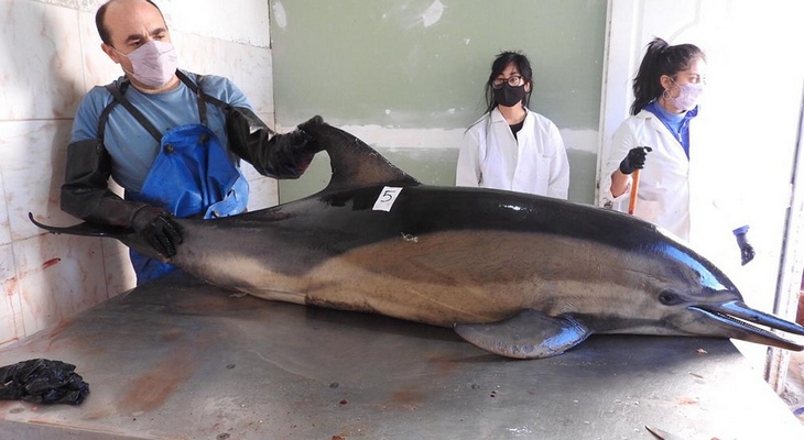 Aparecieron muertos 16 delfines en la costa de San Antonio Oeste