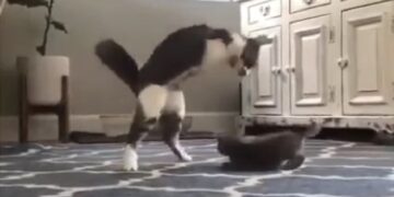 Un gato sin patas delanteras revoluciona las redes por su ternura