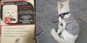 Una empresa contrató a un gato como vigilante
