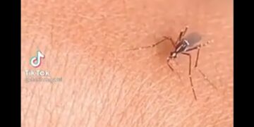 Un mosquito saltó a la fama al intentar picar a una persona sin éxito
