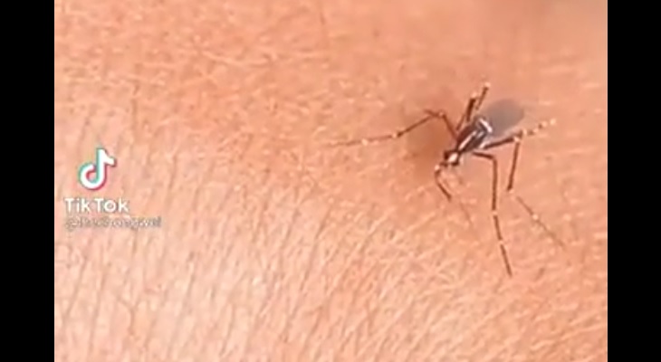 Un mosquito saltó a la fama al intentar picar a una persona sin éxito