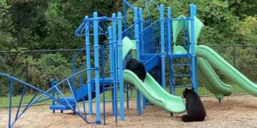 Una mamá osa le enseñó a su cachorro a deslizarse por un tobogán infantil