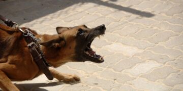 ¿Cómo hay que reaccionar ante el ataque de un perro?