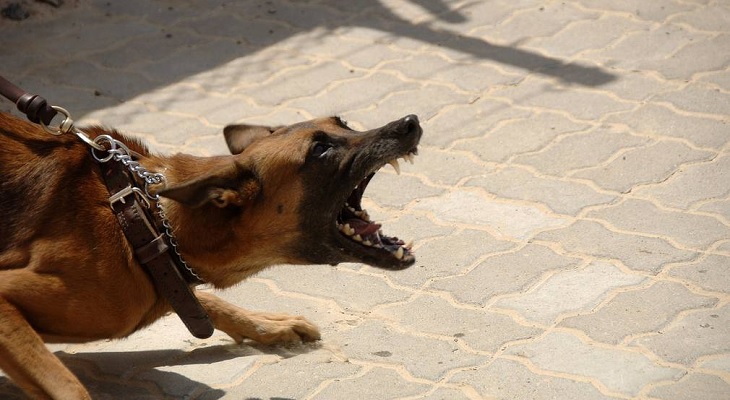 ¿Cómo hay que reaccionar ante el ataque de un perro?