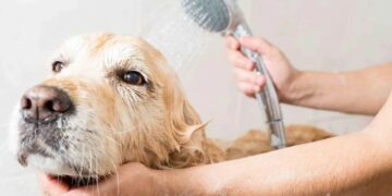 Consejos para el cuidado e higiene de mascotas en el hogar