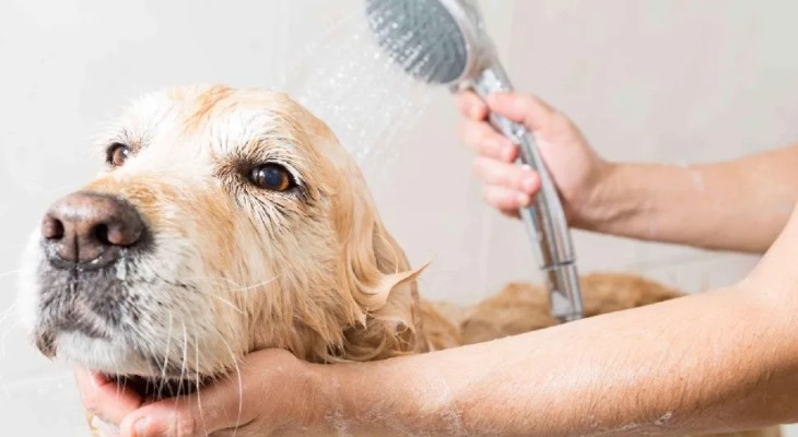 Consejos para el cuidado e higiene de mascotas en el hogar