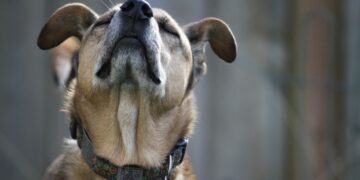 Estos son los olores que los perros más odian