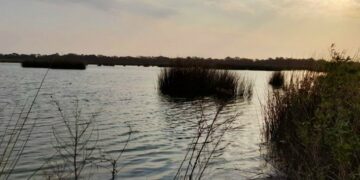 Rastrean la presencia de crías de yacaré en laguna Las Mojarras