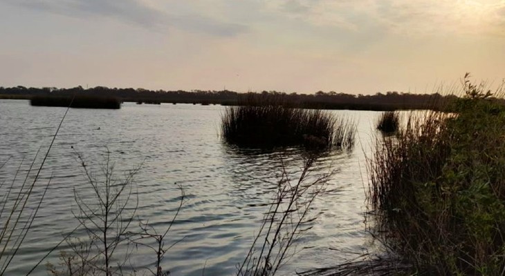 Rastrean la presencia de crías de yacaré en laguna Las Mojarras