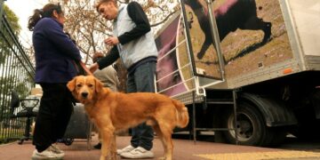 La rabia y el bajo porcentaje de vacunación en Argentina