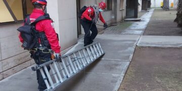 Bomberos rescataron un gato que trepó las palmeras de Tribunales II