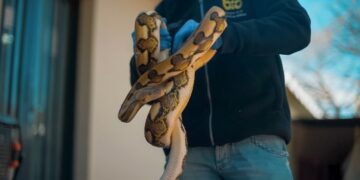 Rescatan una cría de Yacaré y dos serpientes pitón para el ex-zoo