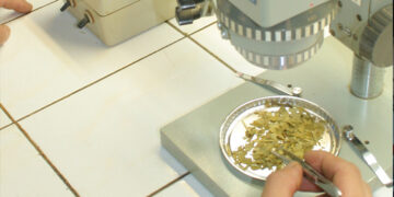 Según estudios, tomar mate disminuye el riesgo de contraer Parkinson