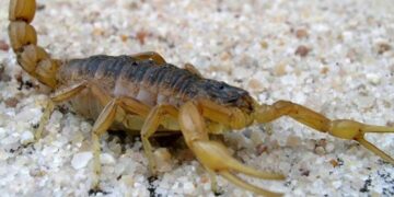 Investigan lo ocurrido con el niño picado por un alacrán en el colegio