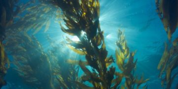 Descubren bacteria marina capaz de captar azúcares complejos