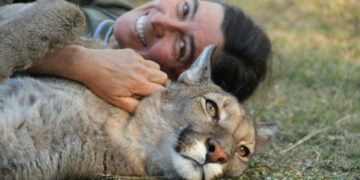 El puma como síntoma de un monte enfermo