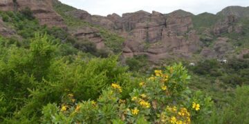 Alertan por especies vegetales de las sierras que pueden desaparecer