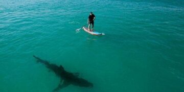 Mala visión: tiburones confunden a surfistas con sus presas