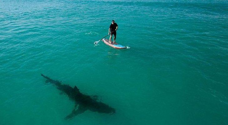 Mala visión: tiburones confunden a surfistas con sus presas