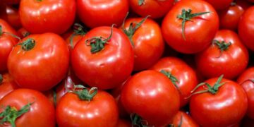 Adjudican la suba del tomate a una cuestión estacional
