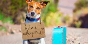 Las 8 preguntas para hacerse antes de adquirir una mascota