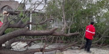 Reportaron 125 árboles y 129 postes caídos por los fuertes vientos