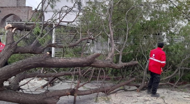 Reportaron 125 árboles y 129 postes caídos por los fuertes vientos