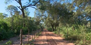 Ganadería y enriquecimiento del bosque nativo en el parque chaqueño