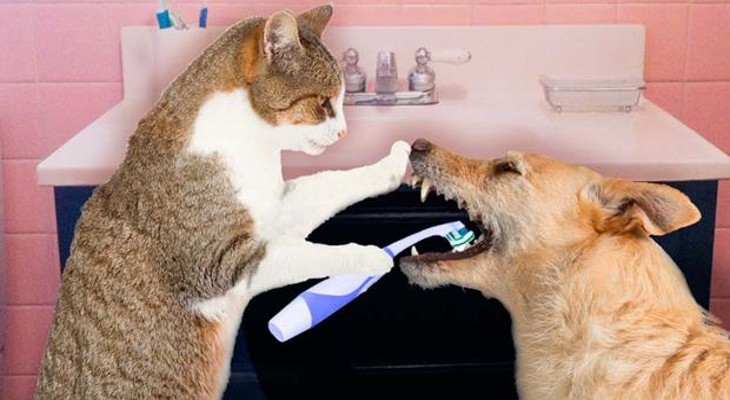 El mal aliento y el sarro dental en perros y gatos