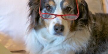 La vejez de nuestro perro no es una enfermedad