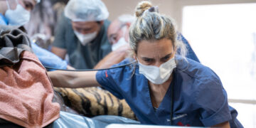 Murió en el Zoo «Jorobada», una tigresa de bengala de  20 años