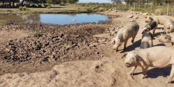 Tras un brote de triquinosis los casos treparon a más de 200
