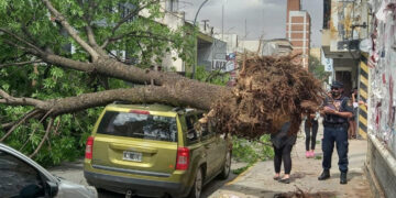 Árboles, postes y alumbrados públicos caídos por los fuertes vientos