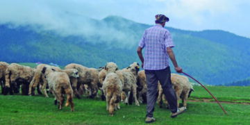 Pastores, ovejas, iglesias y rebaños