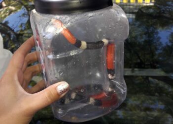 Una exótica serpiente de Coral fue rescatada por la Policía Ambiental