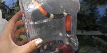 Una exótica serpiente de Coral fue rescatada por la Policía Ambiental