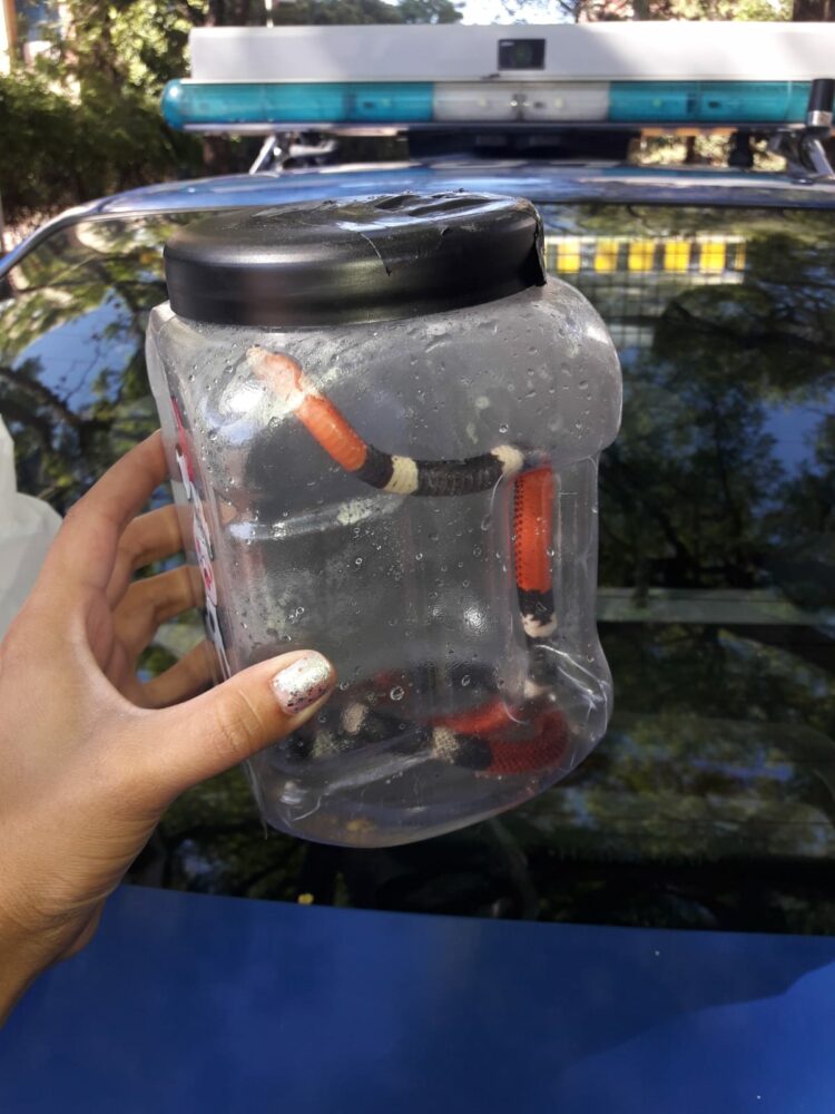 Una exótica serpiente de Coral fue rescatada por la Policía Ambiental