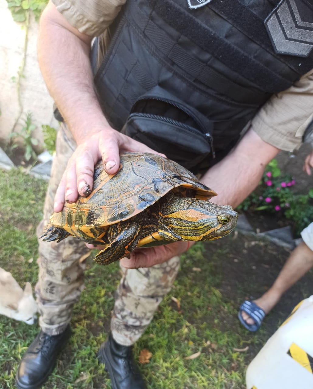 Distintos reptiles fueron rescatados por la Patrulla Ambiental en Córdoba