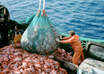 Dispusieron de una importante reducción a las retenciones de pescado