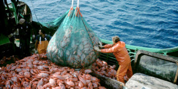 Dispusieron de una importante reducción a las retenciones de pescado