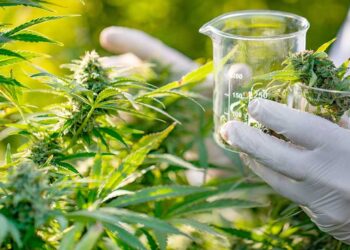 Se oficializó proyecto de investigación sobre el cultivo de cannabis medicinal