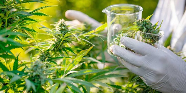Se oficializó proyecto de investigación sobre el cultivo de cannabis medicinal
