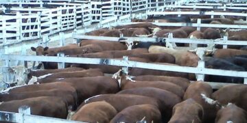 Aseguran que no habrá más subas en la carne hasta marzo