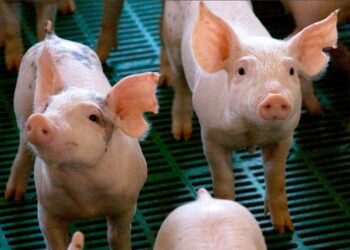 Argentina declaró la alerta sanitaria en todo el país por la Peste Porcina Africana