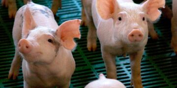 Argentina declaró la alerta sanitaria en todo el país por la Peste Porcina Africana