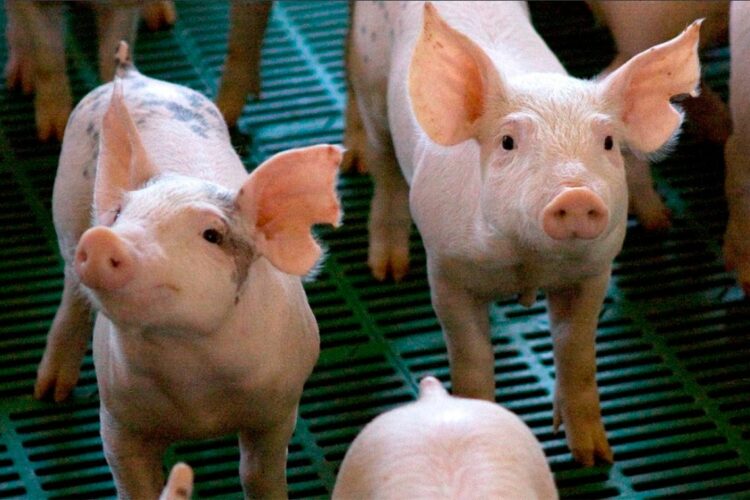 Argentina declaró la alerta sanitaria en todo el país por la Peste Porcina Africana